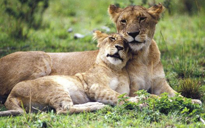 Tanzania 6 Days Holiday Safari